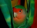 bird-sitting-phoenix