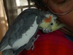 bird-sitting-phx