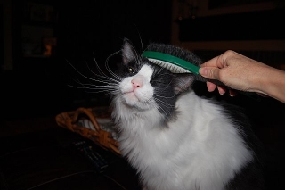 cat-sitting-phx-040