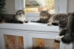 cat-sitting-phx3