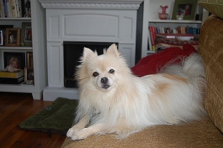 dog-sitting-phx-022