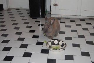pet-sitting-phx-031