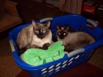 pet-sitting-phx8