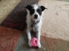 In-Home Pet Sitting with Heidi\'s Historic Home & Pet Care (2)