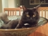 In-Home Pet Sitting with Heidi\'s Historic Home & Pet Care 2016 (4)