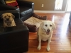 In-Home Pet Sitting with Heidi\'s Historic Home & Pet Care 2016 (6)