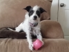 In-Home Pet Sitting with Heidi\'s Historic Home & Pet Care (3)