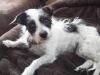 In-Home Pet Sitting with Heidi\'s Historic Home & Pet Care2