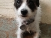In-Home Pet Sitting with Heidi\'s Historic Home & Pet Care3