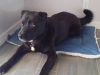 Pet Sitting Phx with Heidi's Historic Home & Pet Care