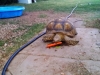 Pet Sitting in Phx with Heidi's Historic Home & Pet Care10