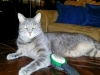 Pet Sitting in Phx with Heidi's Historic Home & Pet Care8 - Copy