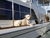 Pet Sitting in Phx with Heidi's Historic Home and Pet Care5