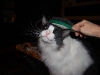 cat-sitting-phx-040