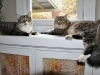 cat-sitting-phx3