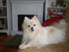 dog-sitting-phx-022