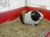 hamster-dog-cat-bird-fish-rabbit-pet-sitting-phoenix-dog-day-care-boarding