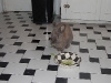 pet-sitting-phx-031