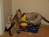 pet-sitting-phx2