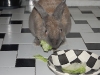 rabbit-sitting-phx-030