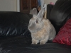rabbit-sitting-phx-055