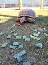 Heidis-Historic-Home-Pet-Care-Pet-Sitting-Phoenix10