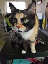 Heidis-Historic-Home-Pet-Care-Pet-Sitting-Phoenix11