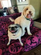 Heidis-Historic-Home-Pet-Care-Pet-Sitting-Phoenix12