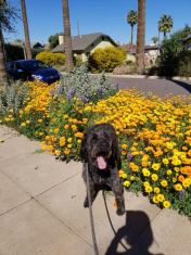 Heidis-Historic-Home-Pet-Care-Pet-Sitting-Phoenix5
