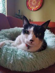 Cat-Sitting-with-Heidis-Historic-Home-Pet-Care-Phoenix-AZ