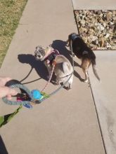Dog-Walking-with-Heidis-Historic-Home-Pet-Care-Phoenix-AZ