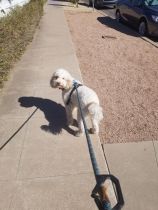 Dog-Walking-with-Heidis-Historic-Home-Pet-Care-Phoenix-AZ2jpg