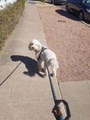 Dog-Walking-with-Heidis-Historic-Home-Pet-Care-Phoenix-AZ2jpg
