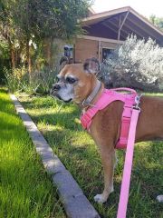 Dog-Walking-with-Heidis-Historic-Home-Pet-Care-Phoenix-AZ3