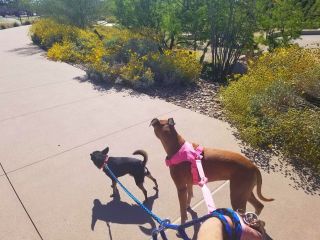 Dog-Walking-with-Heidis-Historic-Home-Pet-Care-Phoenix-AZ4