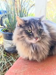 Feral-Cat-Sitting-with-Heidis-Historic-Home-Pet-Care-Phx-AZ