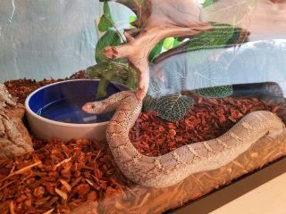 Pet-sitting-snakes-and-reptiles-with-Heidis-Historic-Home-Pet-Care