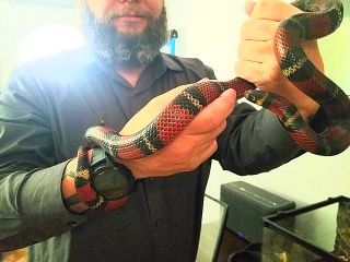 Reptile-and-Snake-sitting-with-Heidis-Historic-Home-Pet-Sitting-Phoenix-AZ