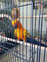 Small-Pet-Caged-Boarding-with-Heidis-Historic-Home-Pet-Care