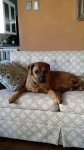 Doggie Day Care & Boarding in Phx with Heidi's Historic Home & Pet Care18 - Copy - Copy - Copy