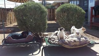 Boarding in Phx with Heidi's Historic Home & Pet Care48
