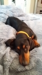 Doggie Day Care & Boarding in Phx with Heidi's Historic Home & Pet Care54