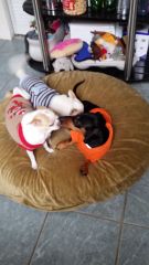 Doggie Day Care Heidis Historic Home & Pet Care14