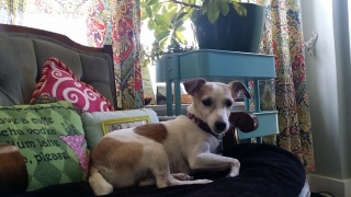 Doggie Day Care with Heidi's Historic Home & Pet Care 2016 (8)