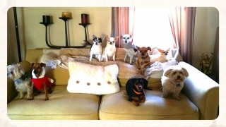 Heidi's Historic Home & Pet Care Doggie Day Care2