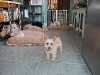 doggie-day-care-boarding-phoenix