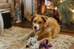 molly-christmas-2011-051