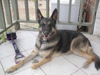 Contact Heidi's Historic Home & Pet Care for Phx Pet Sitting, Phx Dog Walking, Phx Dog Boarding, And Phx Doggie Day Care... Heidi was voted the #1 Pet Sitter in All of Arizona!