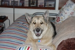 Contact Heidi's Historic Home & Pet Care for Phx Pet Sitting, Phx Dog Walking, Phx Dog Boarding, And Phx Doggie Day Care... Heidi was voted the #1 Pet Sitter in All of Arizona!