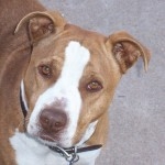 Contact Heidi's Historic Home & Pet Care for Phx Pet Sitting, Phx Dog Walking, Phx Dog Boarding, And Phx Doggie Day Care... Heidi was voted the #1 Pet Sitter in All of Arizona!